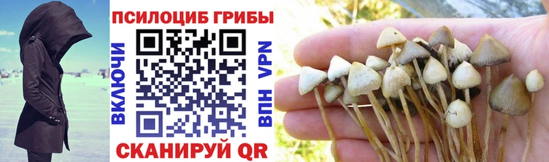 кракен как зайти  Орёл  Галлюциногенные грибы Psilocybine cubensis 